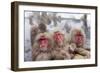 Japanese Macaque, Snow Monkey, Joshin-etsu NP, Honshu, Japan-Peter Adams-Framed Photographic Print