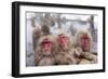 Japanese Macaque, Snow Monkey, Joshin-etsu NP, Honshu, Japan-Peter Adams-Framed Photographic Print