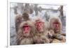Japanese Macaque, Snow Monkey, Joshin-etsu NP, Honshu, Japan-Peter Adams-Framed Premium Photographic Print