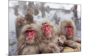 Japanese Macaque, Snow Monkey, Joshin-etsu NP, Honshu, Japan-Peter Adams-Mounted Premium Photographic Print