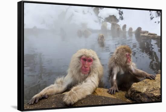 Japanese Macaque, Snow Monkey, Joshin-etsu NP, Honshu, Japan-Peter Adams-Framed Stretched Canvas