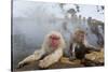 Japanese Macaque, Snow Monkey, Joshin-etsu NP, Honshu, Japan-Peter Adams-Stretched Canvas