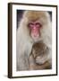 Japanese Macaque, Snow Monkey, Joshin-etsu NP, Honshu, Japan-Peter Adams-Framed Photographic Print