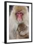 Japanese Macaque, Snow Monkey, Joshin-etsu NP, Honshu, Japan-Peter Adams-Framed Photographic Print