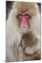 Japanese Macaque, Snow Monkey, Joshin-etsu NP, Honshu, Japan-Peter Adams-Mounted Photographic Print