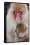 Japanese Macaque, Snow Monkey, Joshin-etsu NP, Honshu, Japan-Peter Adams-Framed Stretched Canvas