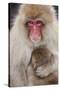 Japanese Macaque, Snow Monkey, Joshin-etsu NP, Honshu, Japan-Peter Adams-Stretched Canvas