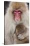 Japanese Macaque, Snow Monkey, Joshin-etsu NP, Honshu, Japan-Peter Adams-Stretched Canvas