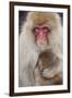 Japanese Macaque, Snow Monkey, Joshin-etsu NP, Honshu, Japan-Peter Adams-Framed Photographic Print