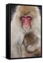 Japanese Macaque, Snow Monkey, Joshin-etsu NP, Honshu, Japan-Peter Adams-Framed Stretched Canvas