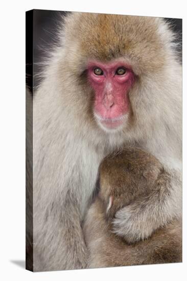 Japanese Macaque, Snow Monkey, Joshin-etsu NP, Honshu, Japan-Peter Adams-Stretched Canvas