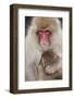 Japanese Macaque, Snow Monkey, Joshin-etsu NP, Honshu, Japan-Peter Adams-Framed Photographic Print