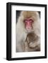 Japanese Macaque, Snow Monkey, Joshin-etsu NP, Honshu, Japan-Peter Adams-Framed Photographic Print