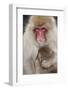 Japanese Macaque, Snow Monkey, Joshin-etsu NP, Honshu, Japan-Peter Adams-Framed Photographic Print