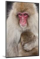 Japanese Macaque, Snow Monkey, Joshin-etsu NP, Honshu, Japan-Peter Adams-Mounted Photographic Print