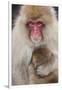 Japanese Macaque, Snow Monkey, Joshin-etsu NP, Honshu, Japan-Peter Adams-Framed Premium Photographic Print