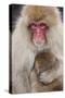 Japanese Macaque, Snow Monkey, Joshin-etsu NP, Honshu, Japan-Peter Adams-Stretched Canvas