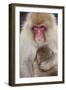 Japanese Macaque, Snow Monkey, Joshin-etsu NP, Honshu, Japan-Peter Adams-Framed Photographic Print