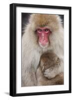 Japanese Macaque, Snow Monkey, Joshin-etsu NP, Honshu, Japan-Peter Adams-Framed Photographic Print