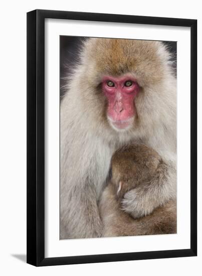 Japanese Macaque, Snow Monkey, Joshin-etsu NP, Honshu, Japan-Peter Adams-Framed Photographic Print