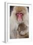 Japanese Macaque, Snow Monkey, Joshin-etsu NP, Honshu, Japan-Peter Adams-Framed Photographic Print