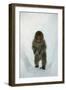 Japanese Macaque - Snow Monkey (Macaca Fuscata) 8-Month-Old Monkey Walking Through Thick Snow-Yukihiro Fukuda-Framed Photographic Print