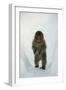 Japanese Macaque - Snow Monkey (Macaca Fuscata) 8-Month-Old Monkey Walking Through Thick Snow-Yukihiro Fukuda-Framed Photographic Print