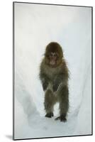 Japanese Macaque - Snow Monkey (Macaca Fuscata) 8-Month-Old Monkey Walking Through Thick Snow-Yukihiro Fukuda-Mounted Photographic Print