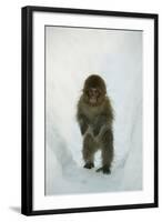 Japanese Macaque - Snow Monkey (Macaca Fuscata) 8-Month-Old Monkey Walking Through Thick Snow-Yukihiro Fukuda-Framed Photographic Print