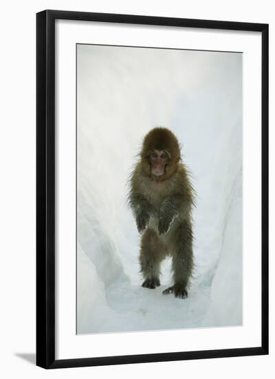 Japanese Macaque - Snow Monkey (Macaca Fuscata) 8-Month-Old Monkey Walking Through Thick Snow-Yukihiro Fukuda-Framed Photographic Print