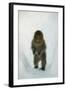 Japanese Macaque - Snow Monkey (Macaca Fuscata) 8-Month-Old Monkey Walking Through Thick Snow-Yukihiro Fukuda-Framed Photographic Print