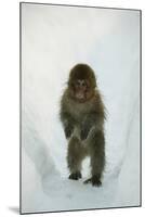 Japanese Macaque - Snow Monkey (Macaca Fuscata) 8-Month-Old Monkey Walking Through Thick Snow-Yukihiro Fukuda-Mounted Photographic Print