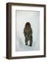 Japanese Macaque - Snow Monkey (Macaca Fuscata) 8-Month-Old Monkey Walking Through Thick Snow-Yukihiro Fukuda-Framed Photographic Print