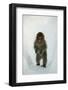 Japanese Macaque - Snow Monkey (Macaca Fuscata) 8-Month-Old Monkey Walking Through Thick Snow-Yukihiro Fukuda-Framed Photographic Print