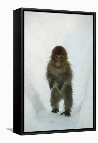 Japanese Macaque - Snow Monkey (Macaca Fuscata) 8-Month-Old Monkey Walking Through Thick Snow-Yukihiro Fukuda-Framed Stretched Canvas