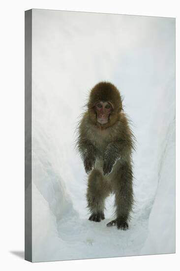 Japanese Macaque - Snow Monkey (Macaca Fuscata) 8-Month-Old Monkey Walking Through Thick Snow-Yukihiro Fukuda-Stretched Canvas