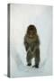 Japanese Macaque - Snow Monkey (Macaca Fuscata) 8-Month-Old Monkey Walking Through Thick Snow-Yukihiro Fukuda-Stretched Canvas