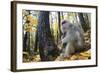 Japanese Macaque - Snow Monkey (Macaca Fuscata) Female with Young in Autumn Woodland-Yukihiro Fukuda-Framed Photographic Print