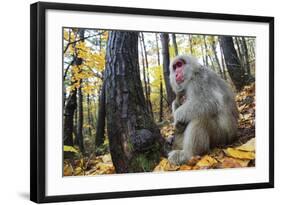 Japanese Macaque - Snow Monkey (Macaca Fuscata) Female with Young in Autumn Woodland-Yukihiro Fukuda-Framed Photographic Print