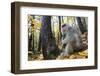 Japanese Macaque - Snow Monkey (Macaca Fuscata) Female with Young in Autumn Woodland-Yukihiro Fukuda-Framed Photographic Print