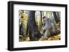 Japanese Macaque - Snow Monkey (Macaca Fuscata) Female with Young in Autumn Woodland-Yukihiro Fukuda-Framed Photographic Print