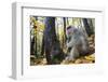 Japanese Macaque - Snow Monkey (Macaca Fuscata) Female with Young in Autumn Woodland-Yukihiro Fukuda-Framed Photographic Print