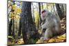 Japanese Macaque - Snow Monkey (Macaca Fuscata) Female with Young in Autumn Woodland-Yukihiro Fukuda-Mounted Photographic Print