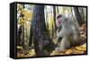 Japanese Macaque - Snow Monkey (Macaca Fuscata) Female with Young in Autumn Woodland-Yukihiro Fukuda-Framed Stretched Canvas