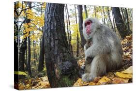 Japanese Macaque - Snow Monkey (Macaca Fuscata) Female with Young in Autumn Woodland-Yukihiro Fukuda-Stretched Canvas