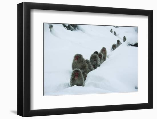 Japanese Macaque - Snow Monkey (Macaca Fuscata) Group Walking Along Snow Trail in Heavy Snow-Yukihiro Fukuda-Framed Premium Photographic Print