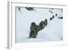 Japanese Macaque - Snow Monkey (Macaca Fuscata) Group Walking Along Snow Trail in Heavy Snow-Yukihiro Fukuda-Framed Photographic Print