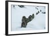 Japanese Macaque - Snow Monkey (Macaca Fuscata) Group Walking Along Snow Trail in Heavy Snow-Yukihiro Fukuda-Framed Photographic Print