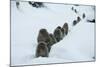 Japanese Macaque - Snow Monkey (Macaca Fuscata) Group Walking Along Snow Trail in Heavy Snow-Yukihiro Fukuda-Mounted Photographic Print