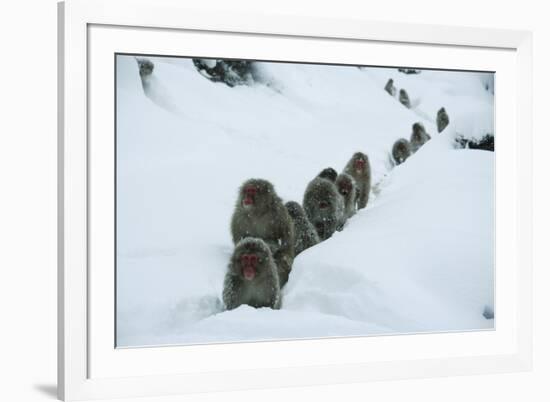 Japanese Macaque - Snow Monkey (Macaca Fuscata) Group Walking Along Snow Trail in Heavy Snow-Yukihiro Fukuda-Framed Photographic Print